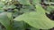 Photo of micropezidae (micropeziday), stilt-legged flies perching on leaves