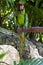 Photo of military macaw or green parrot is a tropical bird that lives wildly in tropical jungles where it camouflages perfectly.