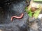 photo of millipede animal activity around my villageï¿¼