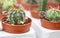 Photo of the miniature potted cactuses grown in greenhouse