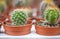 Photo of the miniature potted cactuses grown in greenhouse