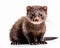 photo of mink mammal isolated on white background. Generative AI