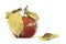 A photo of mold growing on the old apple isolated on white background. Food contamination, bad spoiled disgusting rotten organic a