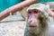 Photo monkey at the zoo. Monkey face close-up.