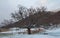 Photo of monumental oak with snow