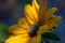 A Photo of a Morning dew frosted Sun-kissed Autumn Black-eyed Susan Flower