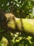 photo of a mossy tree branch