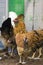 Photo of motley chicken breed ameraucana.