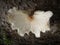 photo of a mushroom on the edge of a forest with a deformed condition resembling a butterfly& x27;s wing