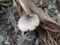 photo of mushroom growing on rotting banana stems