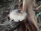 photo of mushroom growing on rotting banana stems