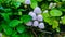 photo of mushrooms illuminated by the morning sun, photo taken at the foot of Mount Salak