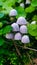 photo of mushrooms illuminated by the morning sun, photo taken at the foot of Mount Salak, Bogor