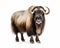 photo of Musk oxen isolated on white background. Generative AI