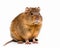 photo of muskrat rodent isolated on white background. Generative AI