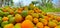 Photo of Nagpur natural oranges in a farm