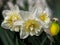 Photo of narcissus flowers of sort Ice King.
