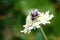 Photo of nature - bumble bee on white field flower at summer time. Pollination concept