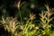 photo of nature, dragonfly alight on green plants with blur background