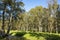 Photo nature rural landscape with eucalyptus forest, Izmir / Turkey