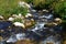 Photo of nature - spring water mountain river and the wonderful rocky creek on North Caucasus