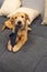 Photo of naughty golden retriever puppy biting shoes on sofa