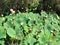 Photo of Nelumbo nucifera with seed head