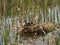 Photo of a nest of wild ducks on a reservoir, ideas for a zoological book illustration, ecological poster.