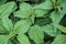 Photo of a nettle plant. Background of nettles with fluffy green leaves.