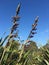 Photo of New Zealand flax, Phormium tenax, harakeke or swamp flax