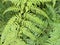 Photo of New Zealand Tree Fern Cyathea Smithii Katote or Smithâ€™s Tree Fern