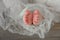 Photo of newborn baby feet, soft focus