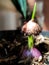 Photo of a newly grown onion plant