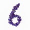 Photo No. 6 of purple flowers on a white background. Typographic design element. Part of the flower alphabet. Numeral 6