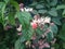 Photo of Nona Makan flowers growing abundantly in the yard