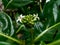 photo of noni flowers and ovaries surrounded by red ants