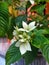 Photo of Nusa Indah flower (Mussaenda pubescens) is a shrub belonging to the family Rubiaceae or coffee.