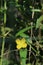 Photo of onagraceae flower plant. Its latin name is Ludwigia peruviana L.