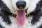 Photo of an open mouth of a dog with its tongue hanging out. Portrait of Siberian Husky Dog with tongue out
