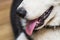 Photo of an open mouth of a dog with its tongue hanging out. Portrait of Siberian Husky Dog with tongue out