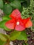 Photo of orange bougainvillea flower close up with portrait format.