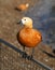 Photo Orange duck