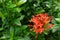 Photo of orange spike flowers or ixora