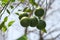 Photo of oranges still hanging on the tree.  ready to be harvested.