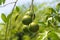 Photo of oranges still hanging on the tree.  ready to be harvested.