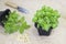 A photo of the organic basil seeds germination. Green basil sprouts in plastic pot ready for seedling into a greenhouse. Spring