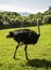 Photo of an ostrich in a green area