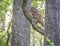 A photo of an owl in a tree at dawn in Florida.