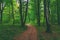 Photo of an Pacific Northwest forest hiking trail