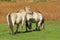 Photo of a pair Konik wild horse